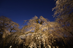 清雲寺のしだれ桜