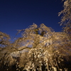 清雲寺のしだれ桜