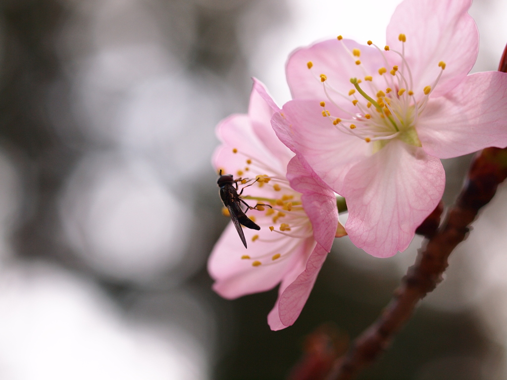 桜