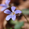 菫