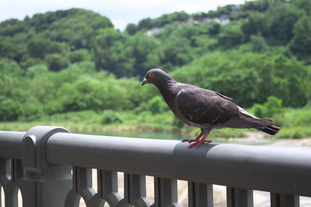 鳩