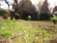 ぺんぺん草