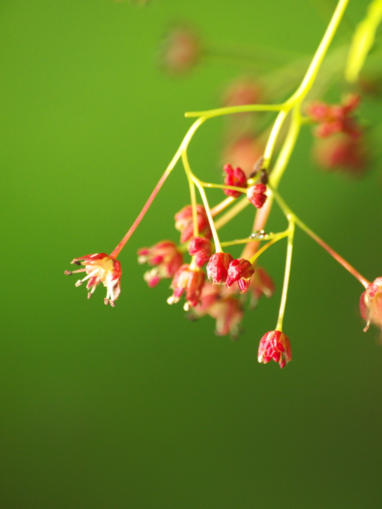 楓の花