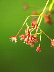 楓の花