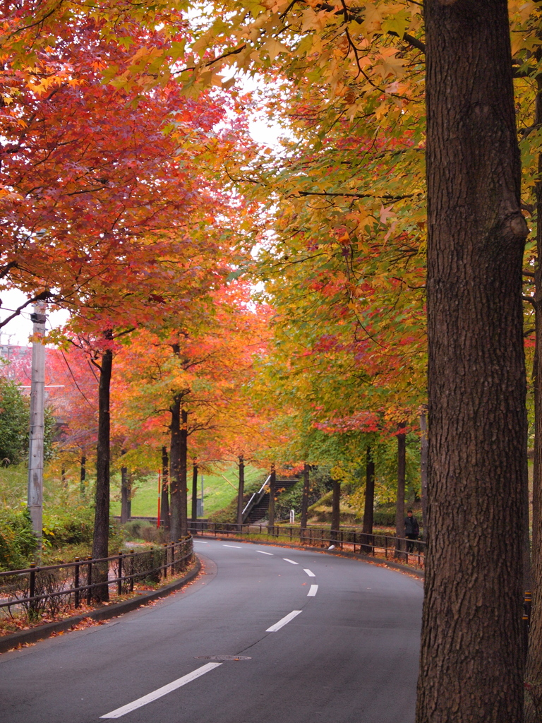 紅葉　2011_06