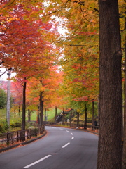 紅葉　2011_06