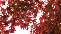 近所の紅葉