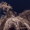 夜桜