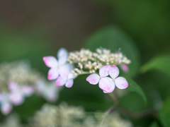 紫陽花