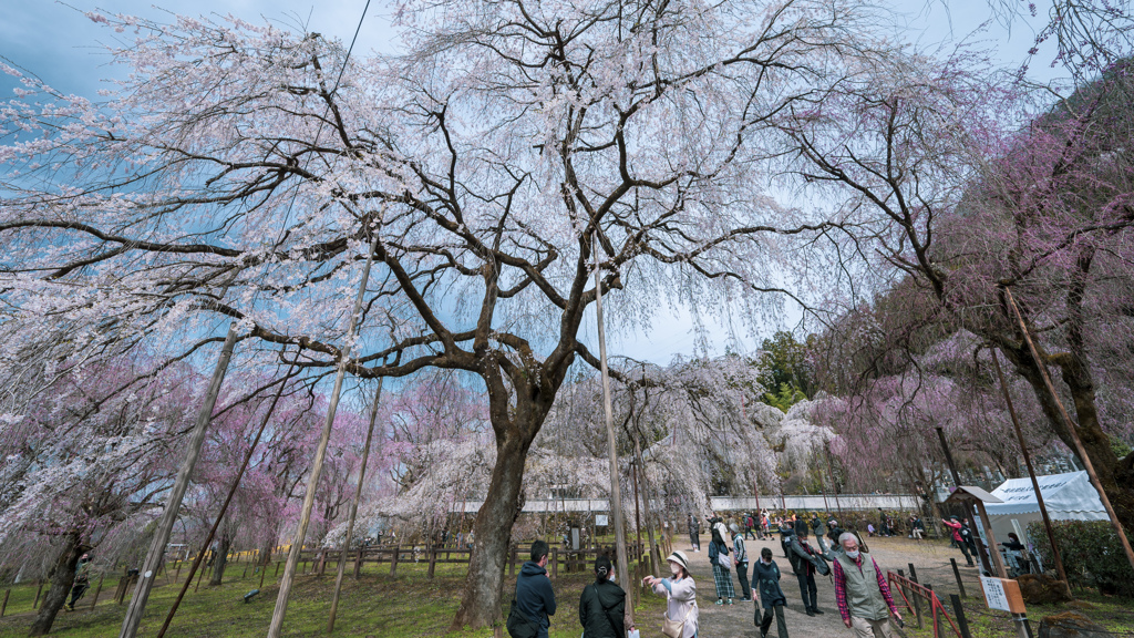 清雲寺のしだれ桜