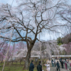 清雲寺のしだれ桜