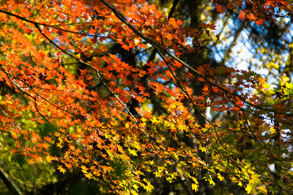 秋のステンドグラス２