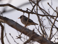 鳥の名前、不明