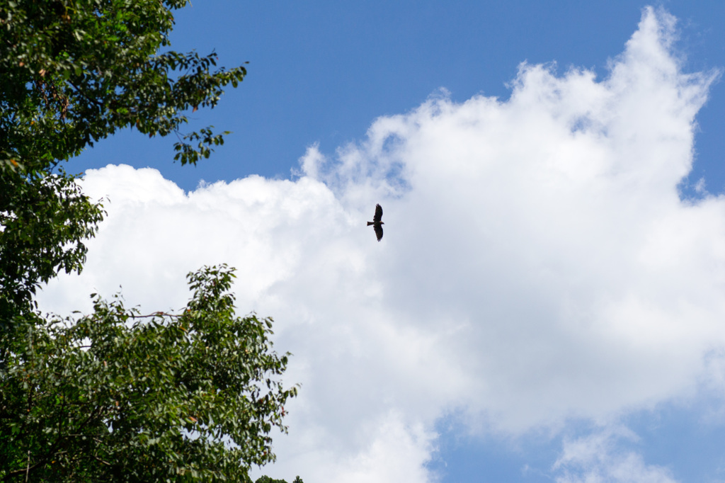 鳶のいる夏の空