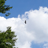 鳶のいる夏の空