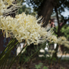 白い曼珠沙華