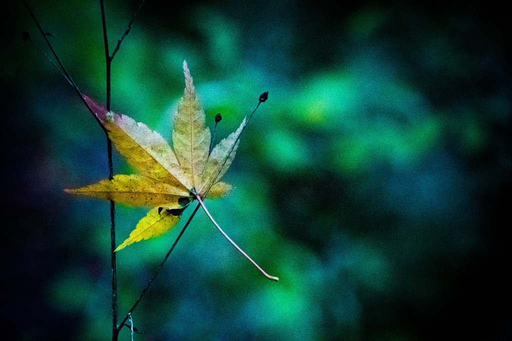 落ち葉