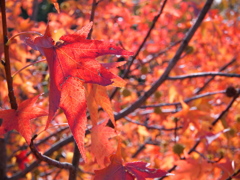 紅葉　2011_01