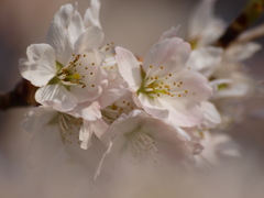 浅川の早咲き桜２