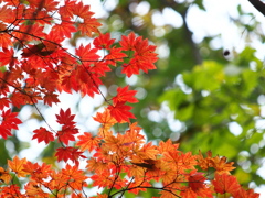 紅葉　2011_04