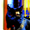 猫１