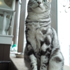 振り返れば猫がいる。