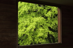 窓の外の新緑