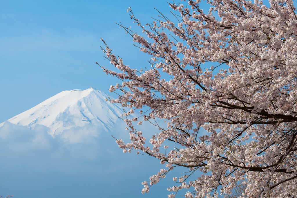 富士山と桜