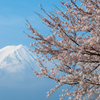 富士山と桜