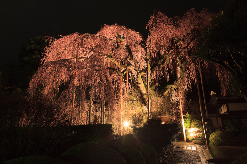 慈雲寺のしだれ桜