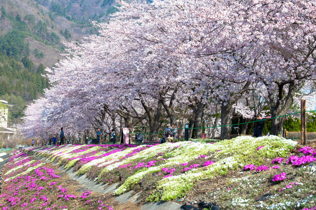 芝桜と桜