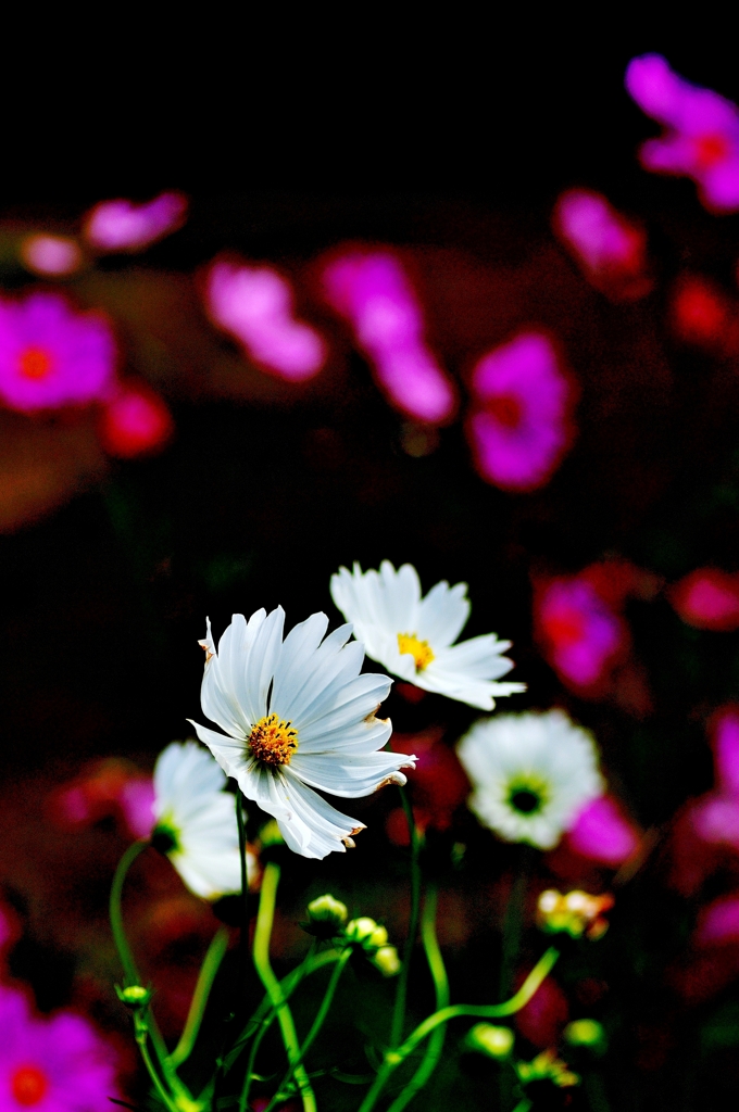 Pure White