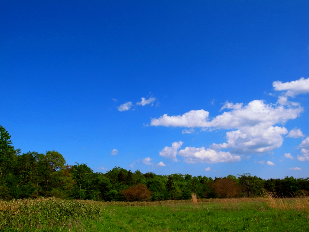 Blue sky of meadow