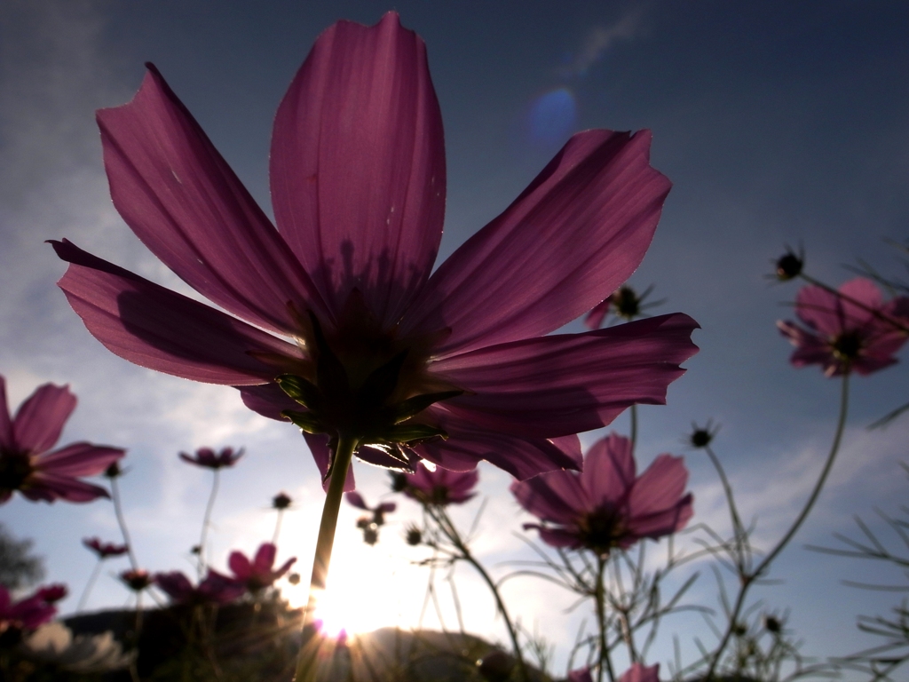 秋桜