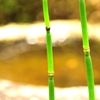 節（ふし）