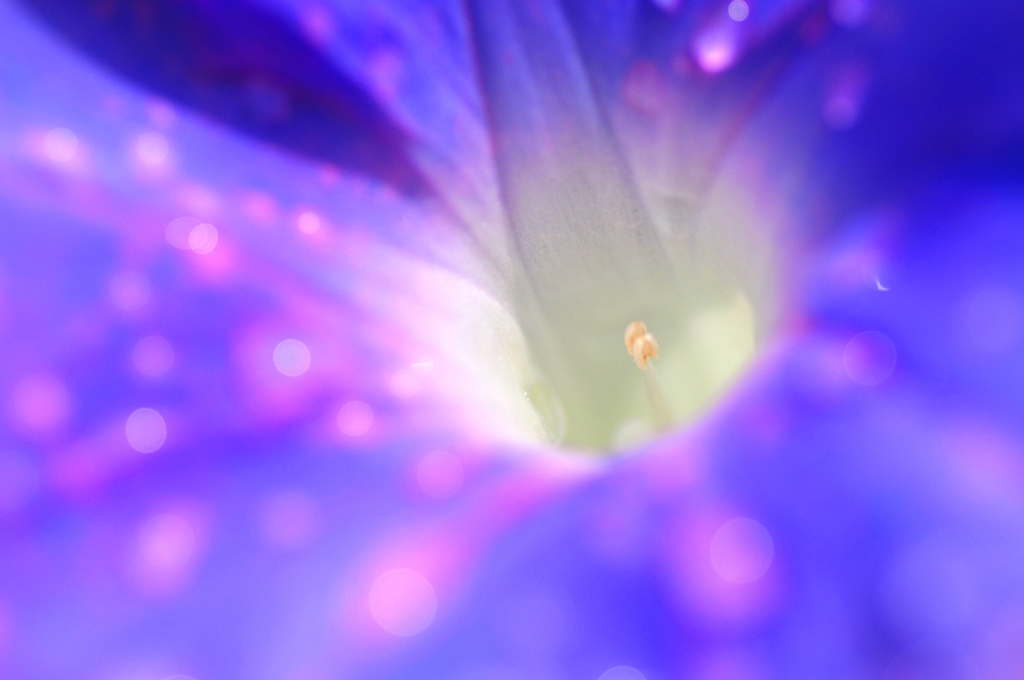 morning glory