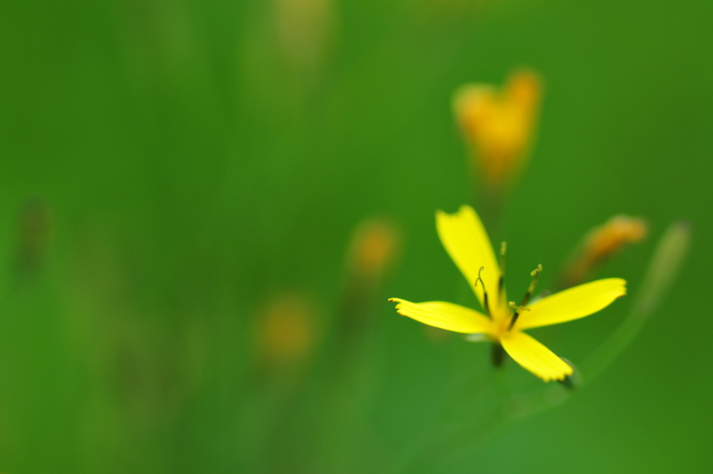 名前の割には可憐な花