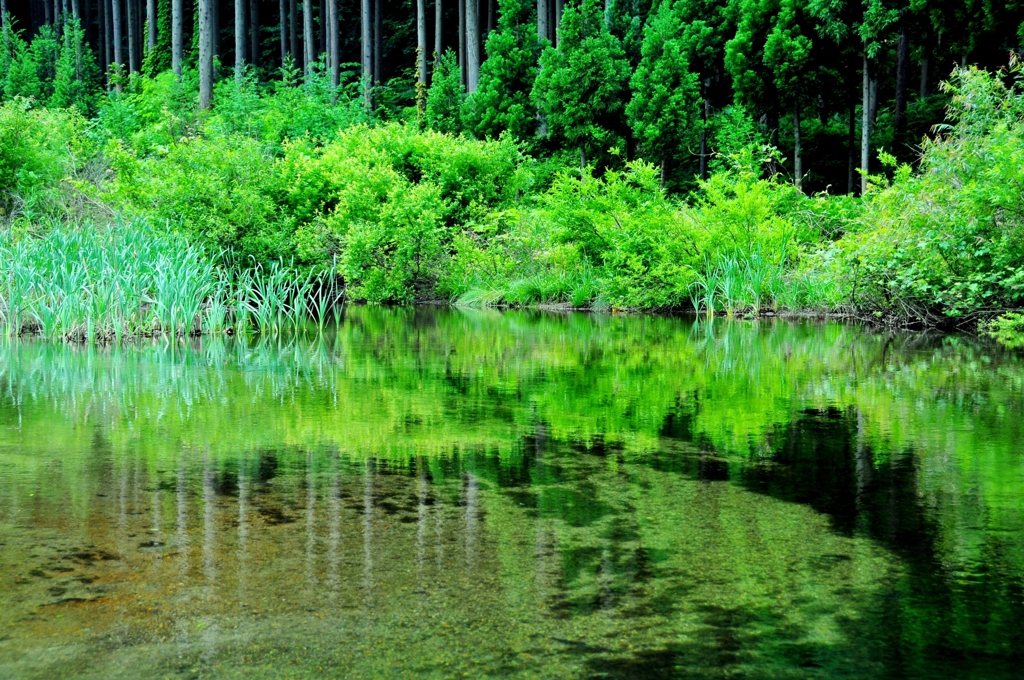 静かな森の静かな川