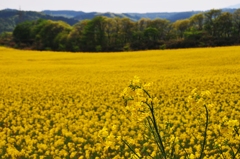 yellow in yellows