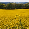 yellow in yellows