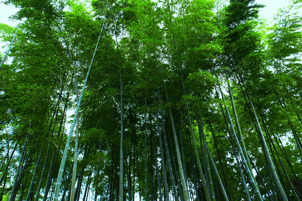 竹林