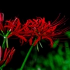 Lycoris radiata