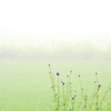 Foggy