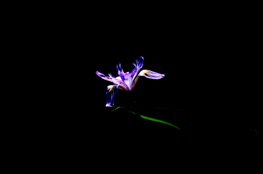 shadow