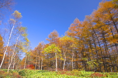 烏帽子岳の紅葉