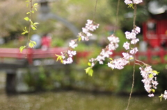 散り行く桜　三嶋大社にて