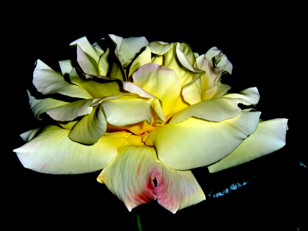 一輪の薔薇