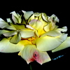 一輪の薔薇