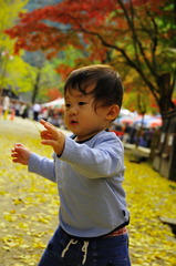 黄色い葉っぱ　いっぱいだね