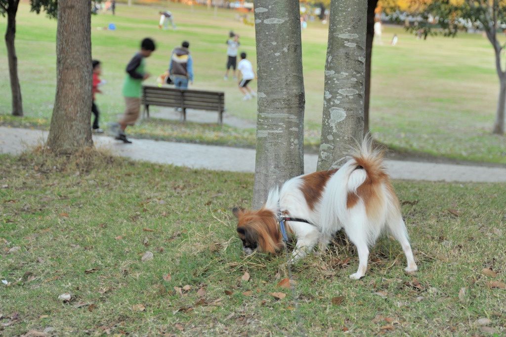 Ishi-kun_1108